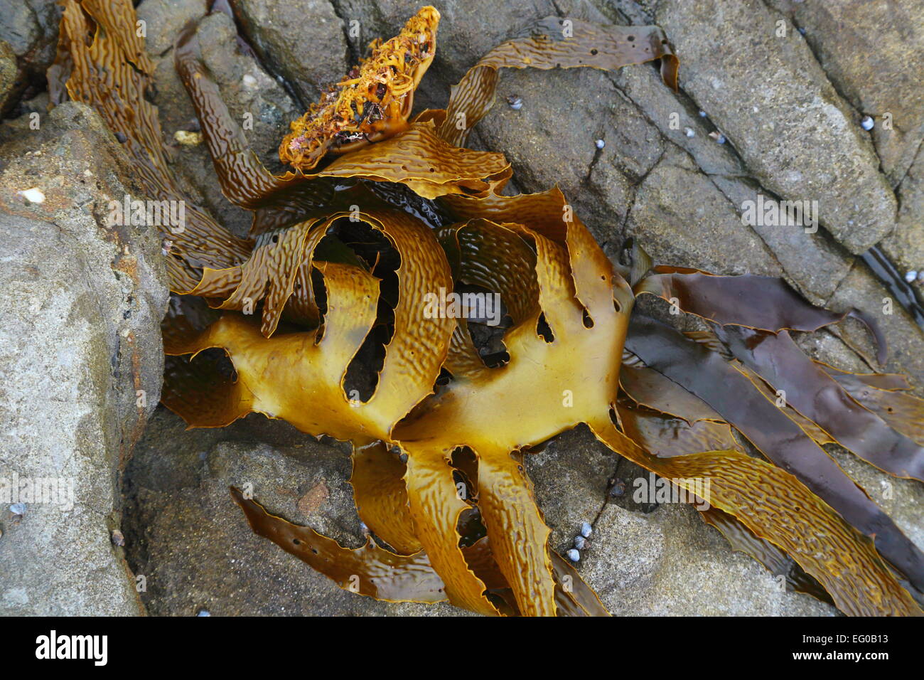In pelle (kelp Ecklonia radiata) lavato fino su rocce di un intertidal rock pool a Iluka, Nuovo Galles del Sud, Australia. Foto Stock