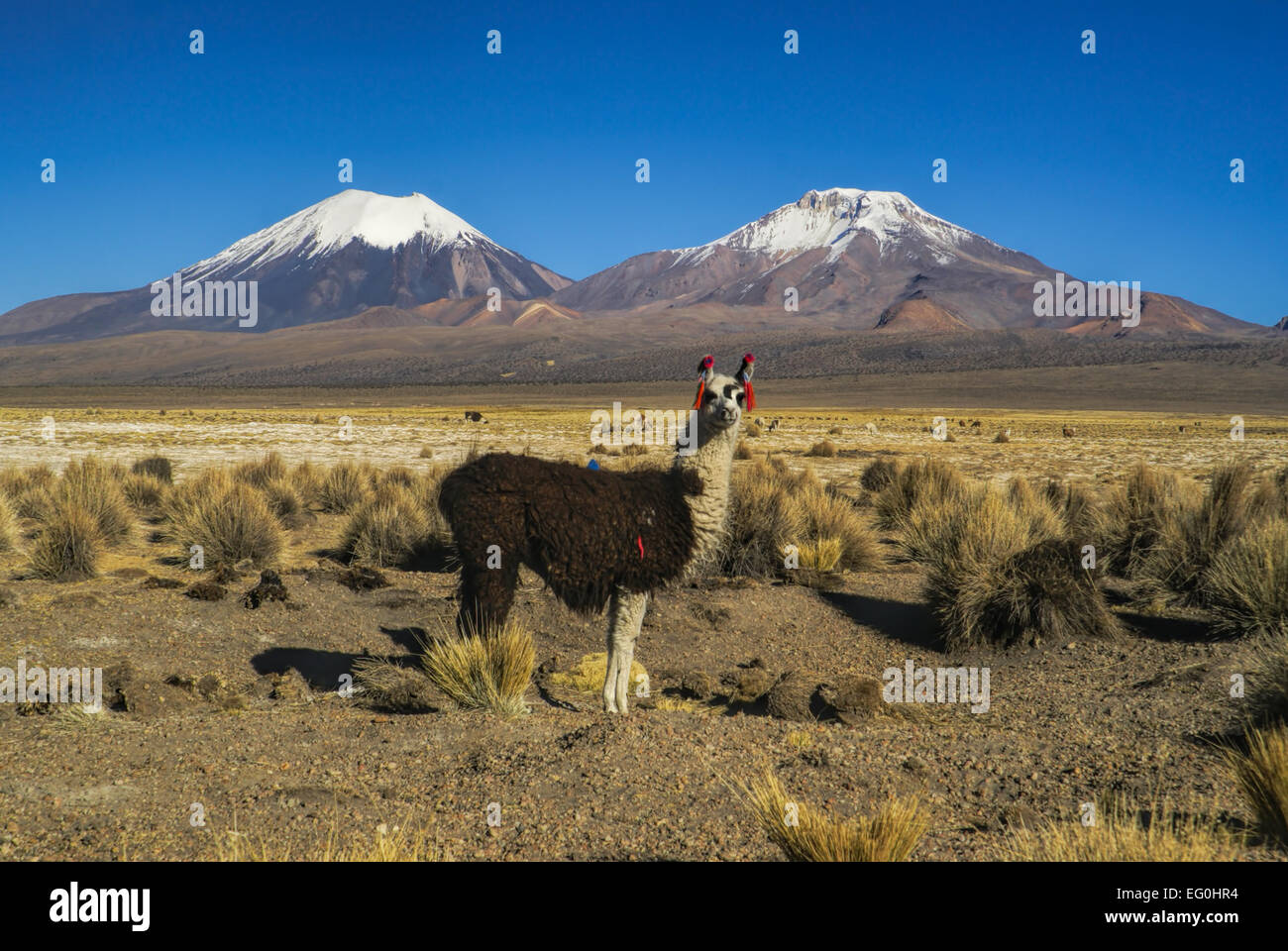 Carino llama in boliviano Sajama Parco Nazionale con scenic vulcani Paranicota e Pomerape in background Foto Stock