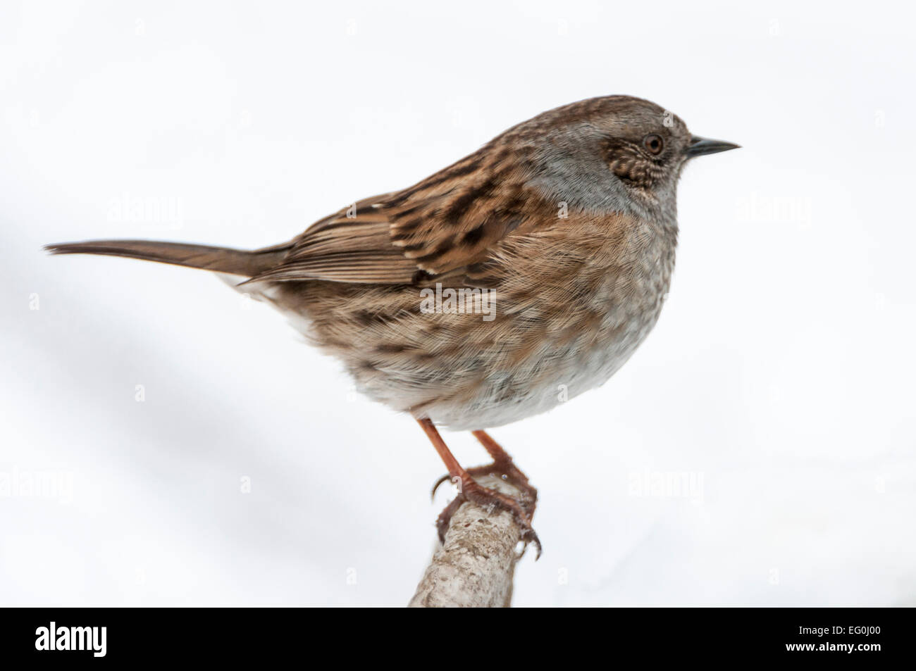 Dunnock sul ramo, close-up, corpo pieno, vista laterale, sfondo innevato Foto Stock