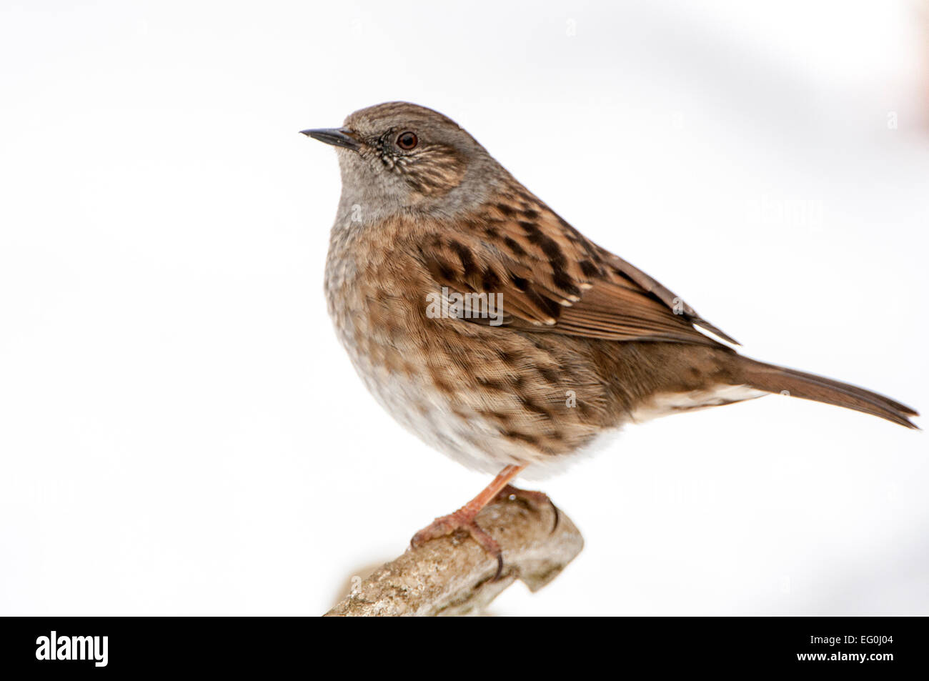 Dunnock sul ramo, vista laterale, close-up con la neve in background Foto Stock