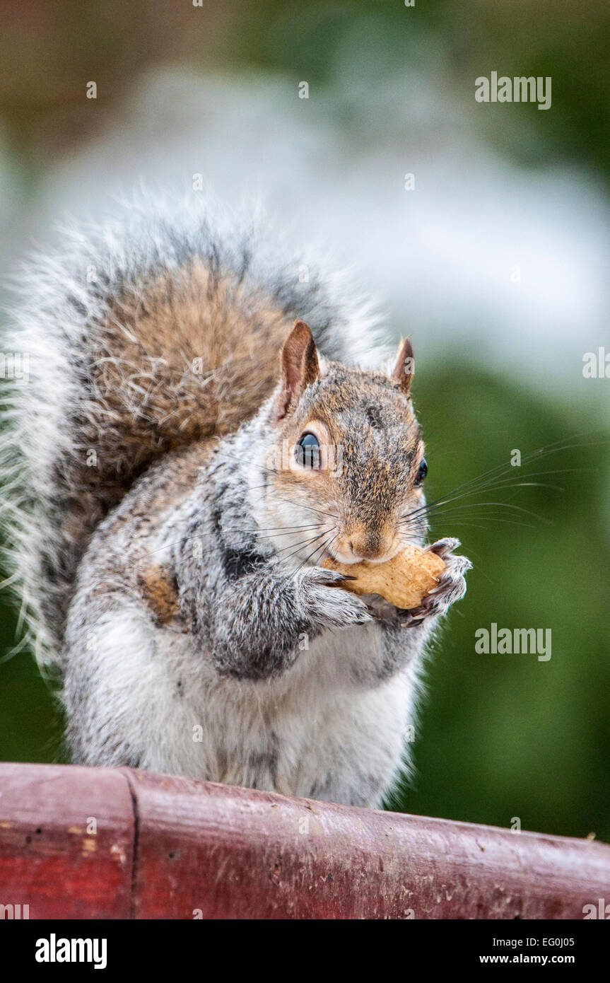 Scoiattolo grigio di mangiare un dado su una staccionata in legno, rivolto verso la parte anteriore, Foto Stock