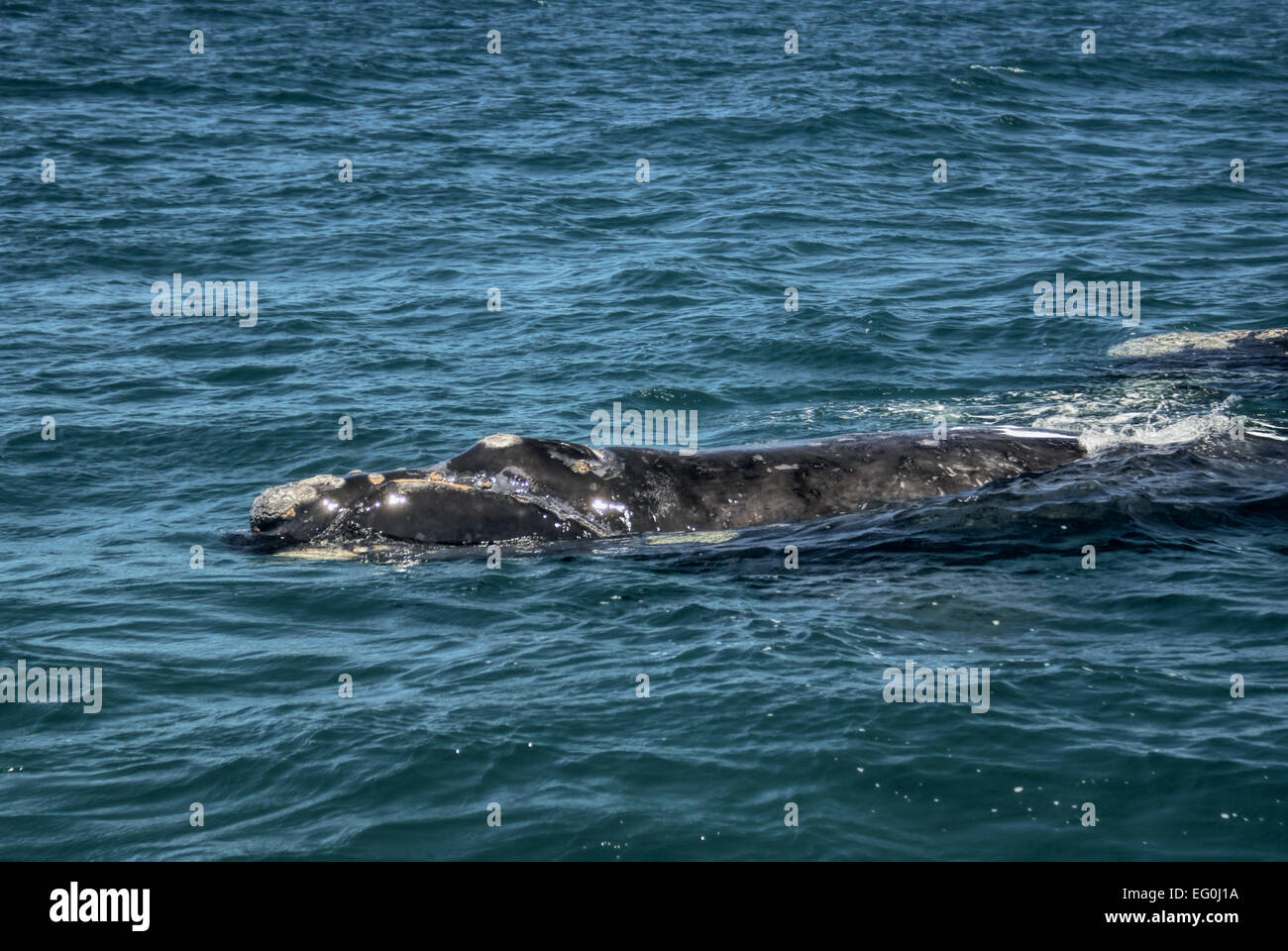 Lone whale nuoto al largo della costa argentina in Sud America Foto Stock