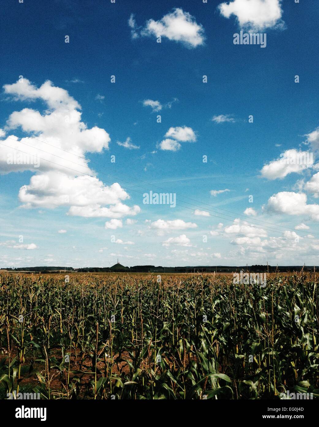 Campo di grano sulla giornata di sole Foto Stock