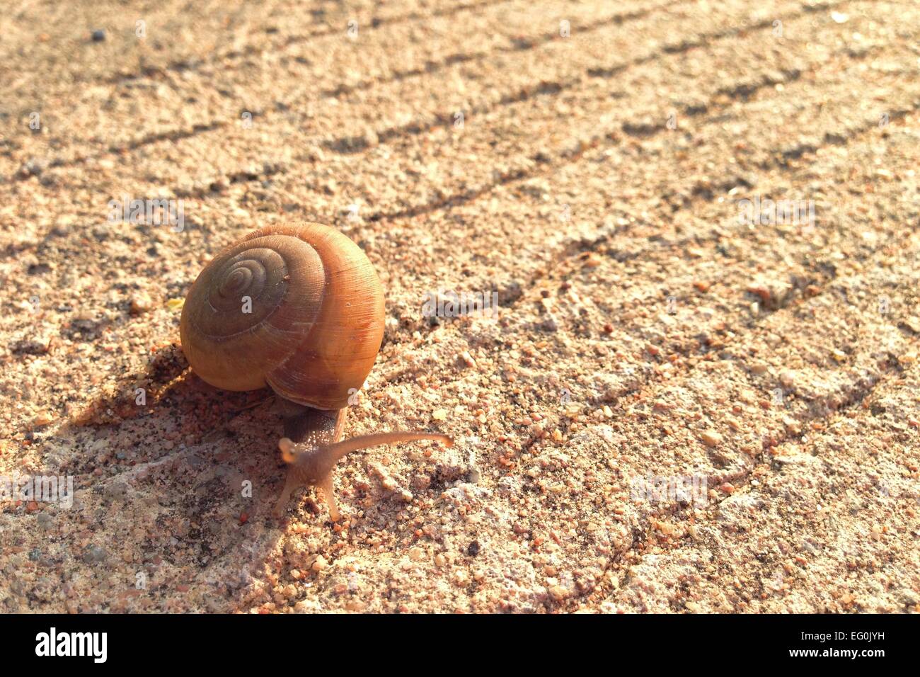 Snail continuare a camminare sulla mattina tempo Foto Stock