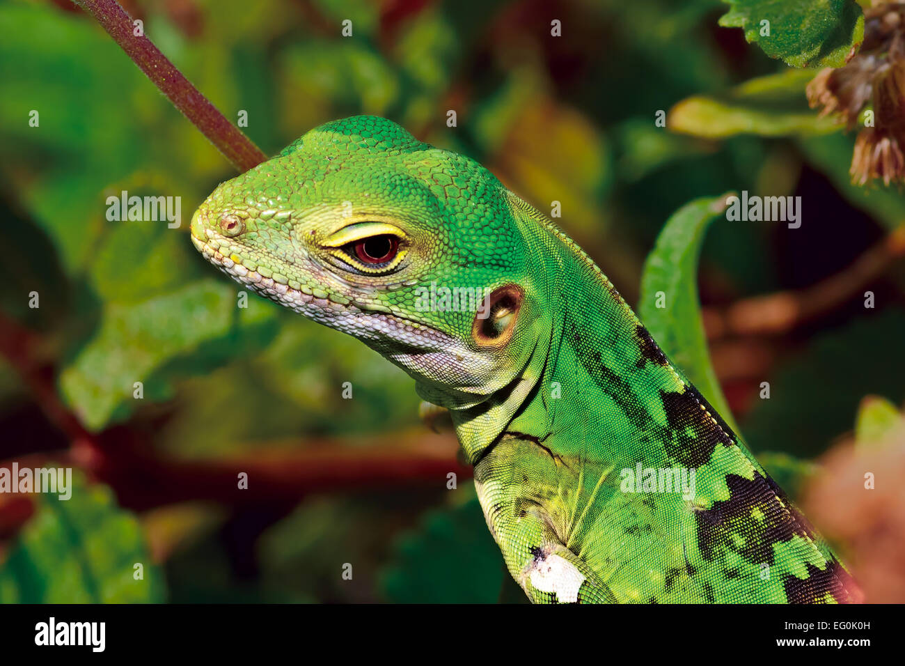 Stati Uniti d'America, Arizona Pima County, Tucson, Deserto Sonoran giardino, ritagliato colpo di iguana verde Foto Stock