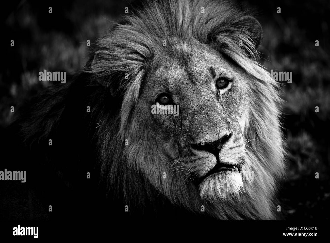 L'Africa, il Ritratto di Leone maschio Foto Stock
