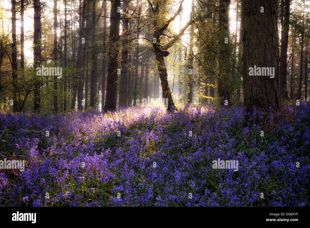 Bluebell Woods, Stratford-upon-Avon, Warwickshire, West Midlands, Inghilterra, Regno Unito Foto Stock