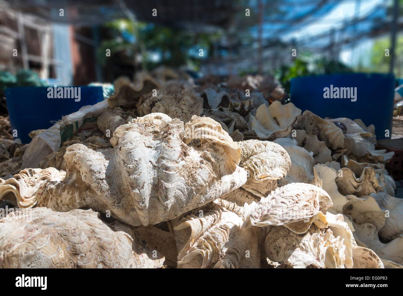 Stabilimento per la fabbricazione di articoli di gioielleria e decorazione di parzialmente protetta specie di corallo, Vung Tao, Vietnam Asia Foto Stock