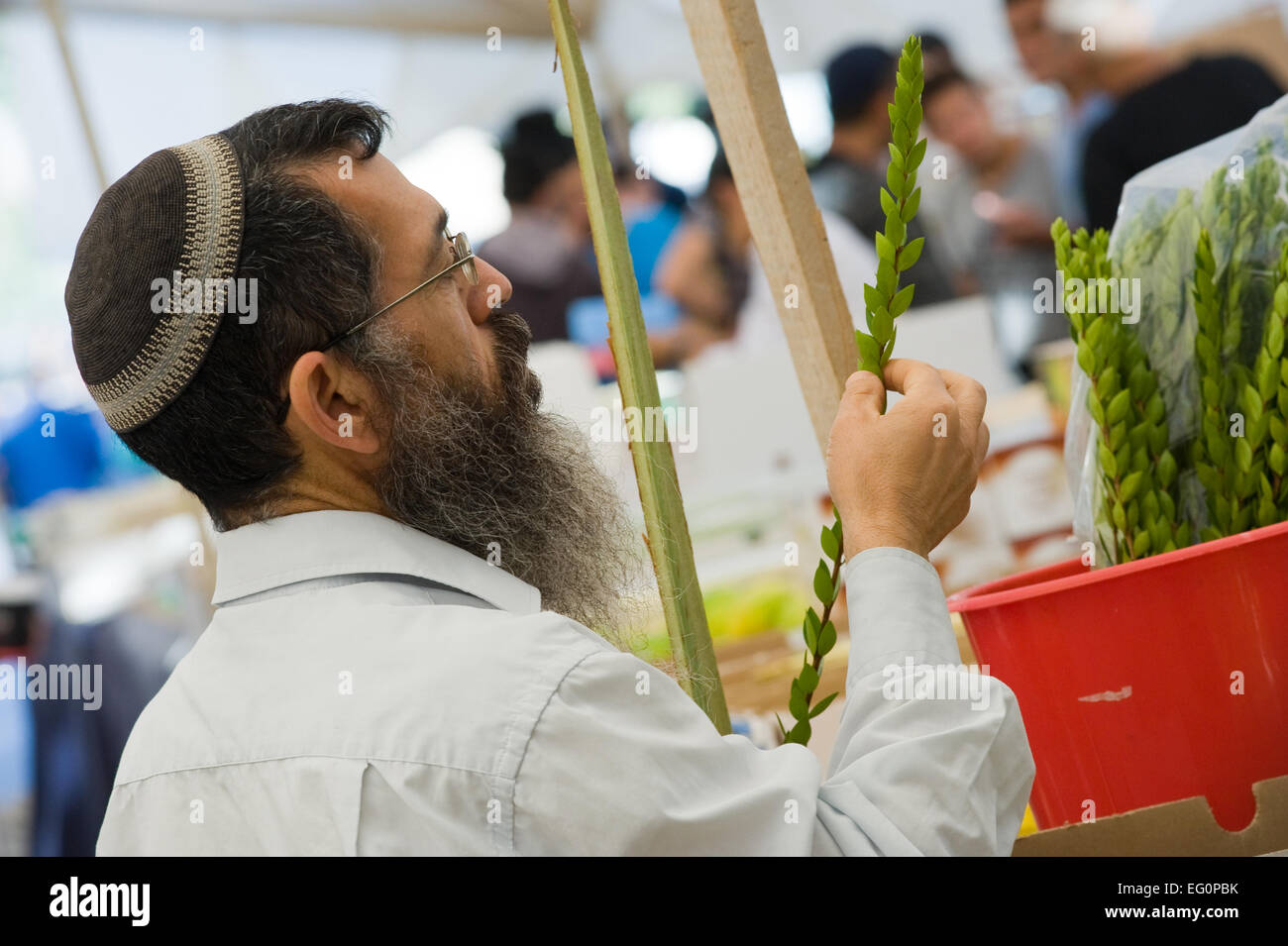 Un ebreo ortodosso l uomo è il controllo di una pianta di mirto su un mercato di Gerusalemme appena prima che la festa dei Tabernacoli o sukkot Foto Stock