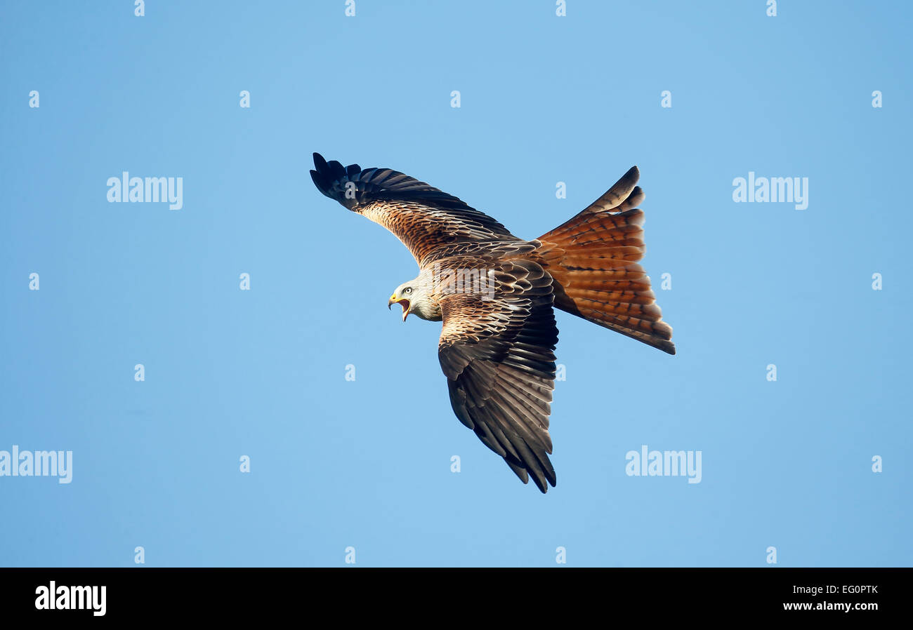 Aquilone rosso, Milvus milvus, singolo uccello in volo, Dumfries Scozia, Gennaio 2015. Foto Stock