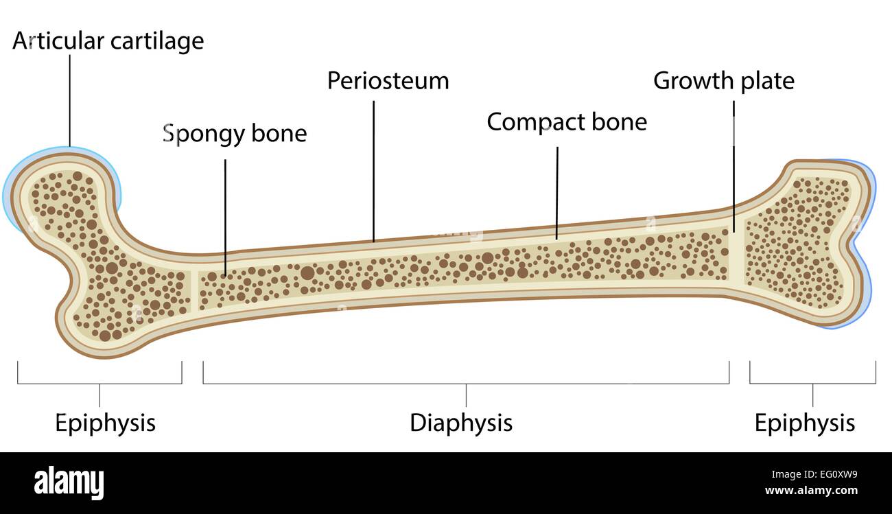 Anatomia di osso schema marcato Illustrazione Vettoriale