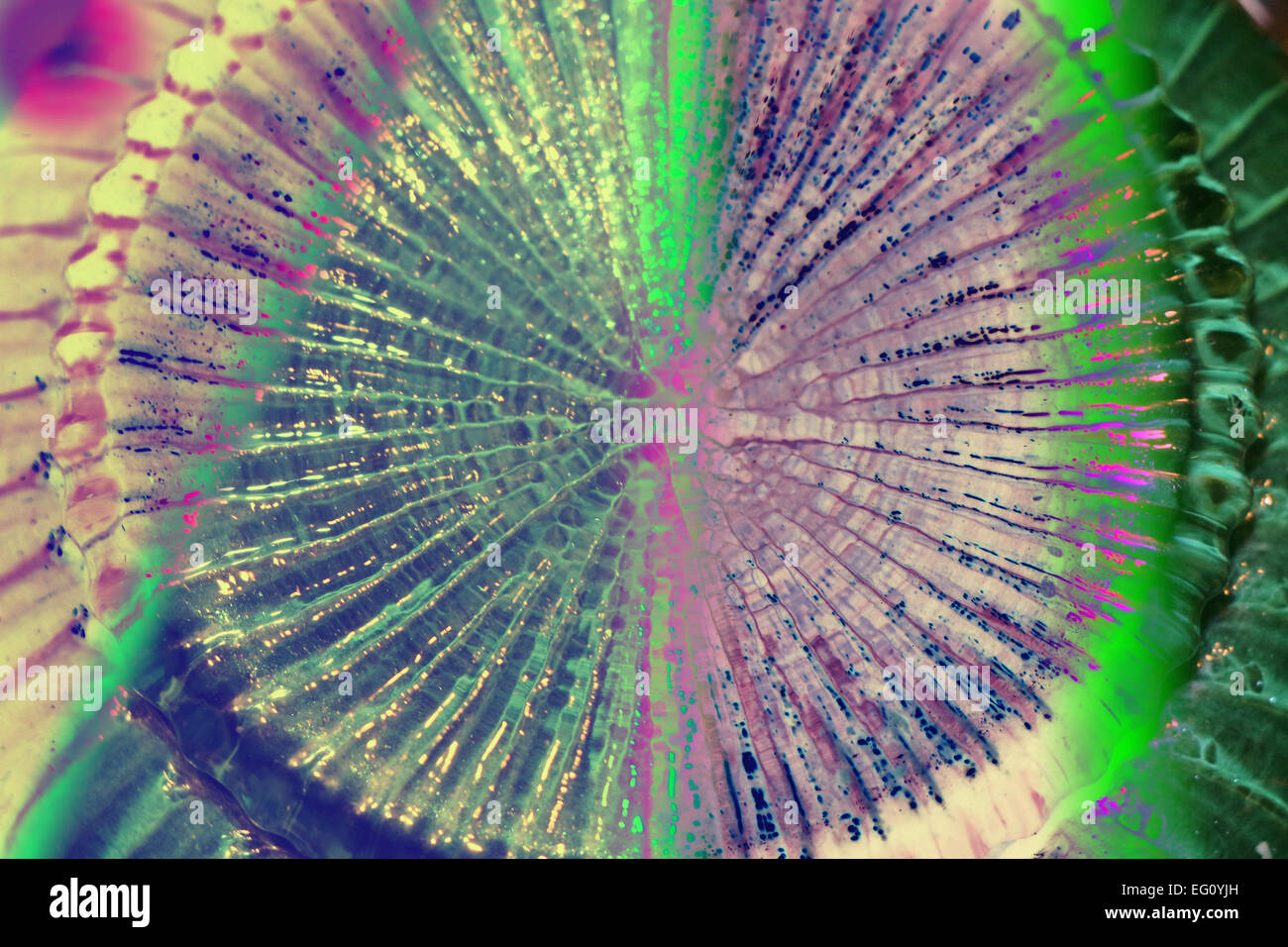 1;arte;collezionista d'arte;collezionisti d'arte;dell'artista;modello artista di modelli;immagine di sfondo;immagini di sfondo;brain teaser;Cervello occhiolini; Foto Stock