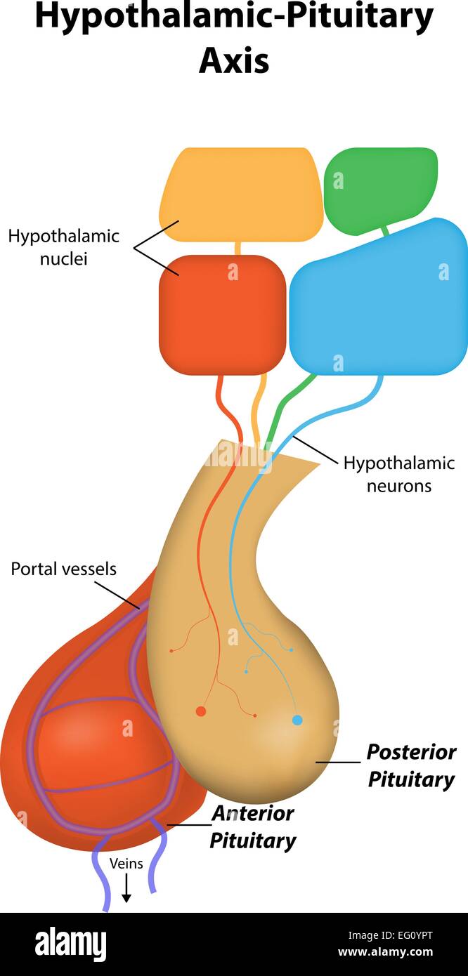 Ipotalamico asse pituitaria Illustrazione Vettoriale