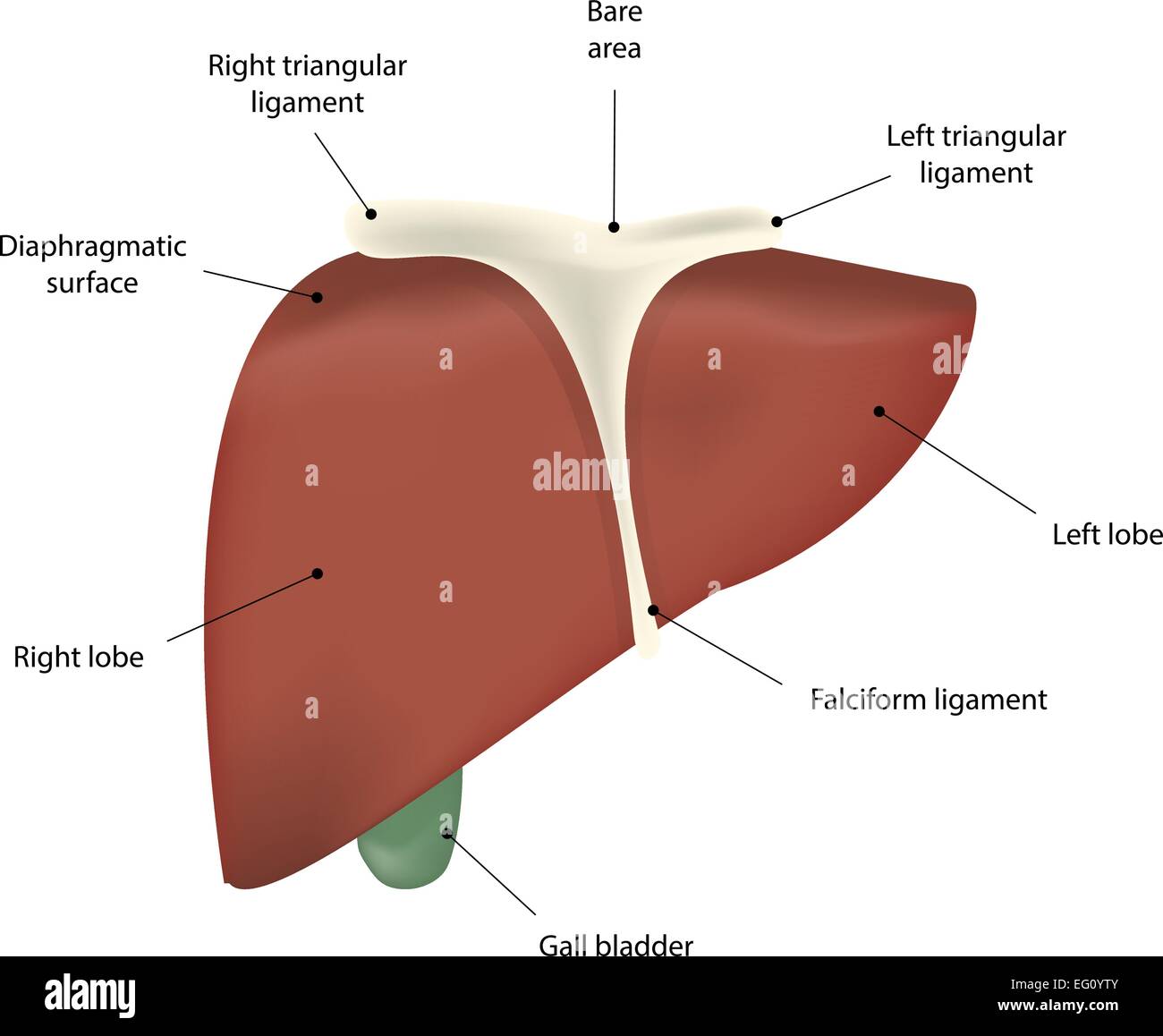 Fegato schema marcato Illustrazione Vettoriale