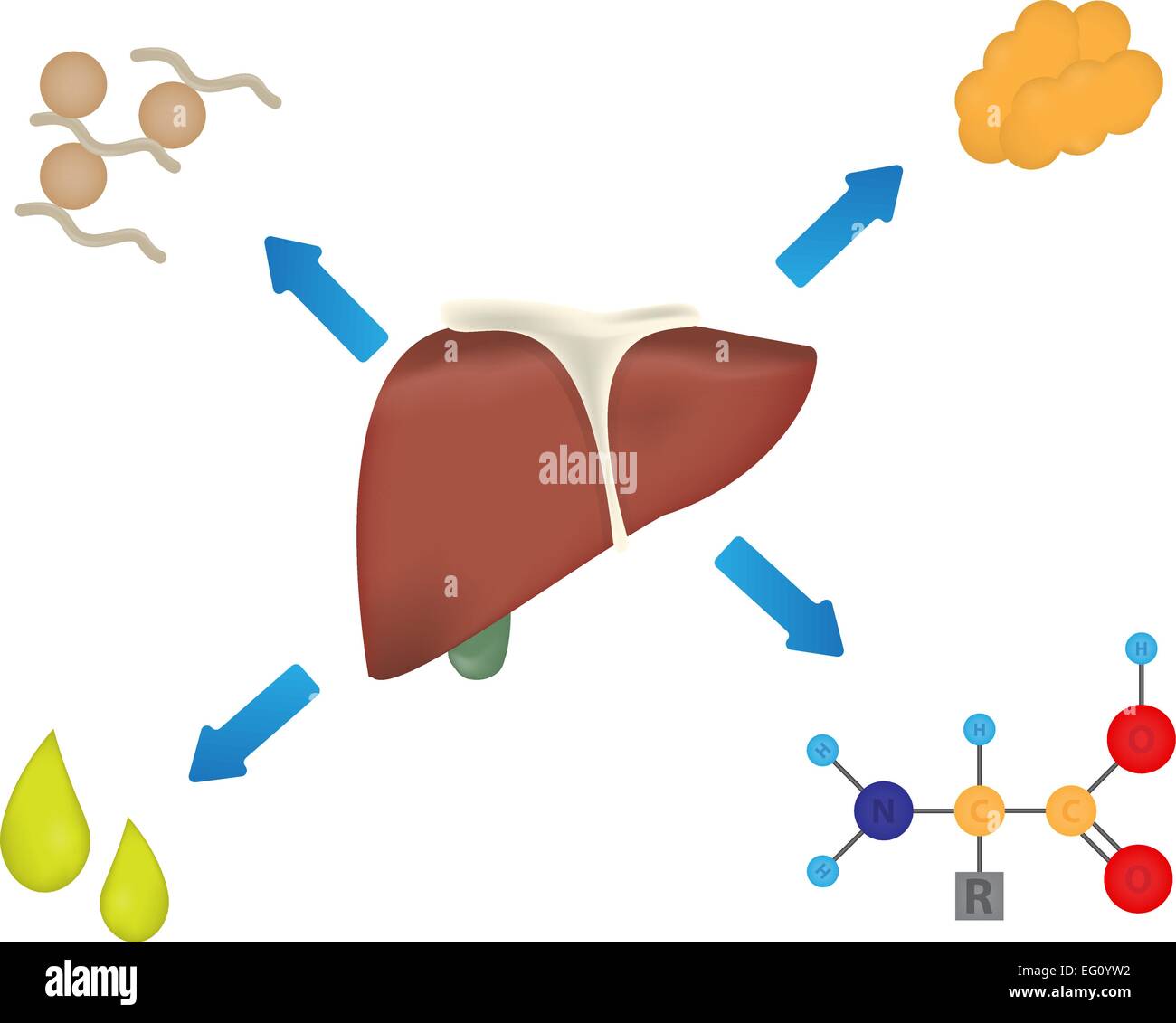 Che cosa fa il fegato di produrre? Illustrazione Vettoriale