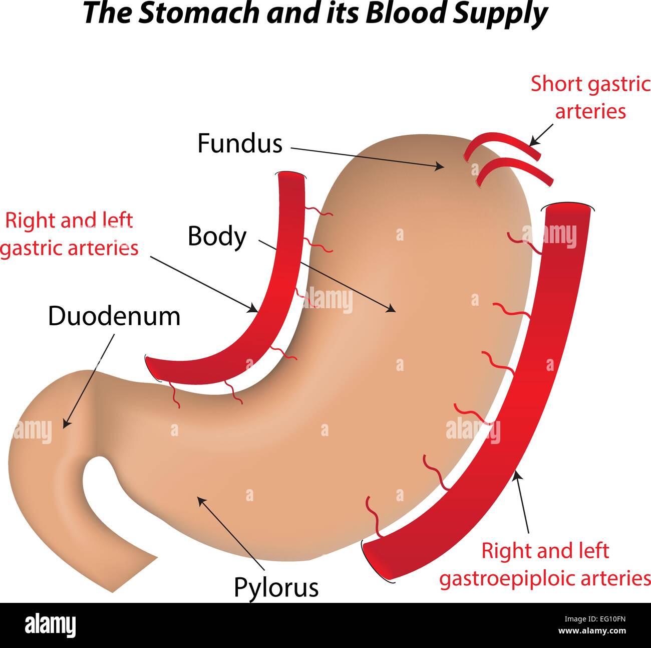 Lo stomaco e la sua alimentazione di sangue Illustrazione Vettoriale