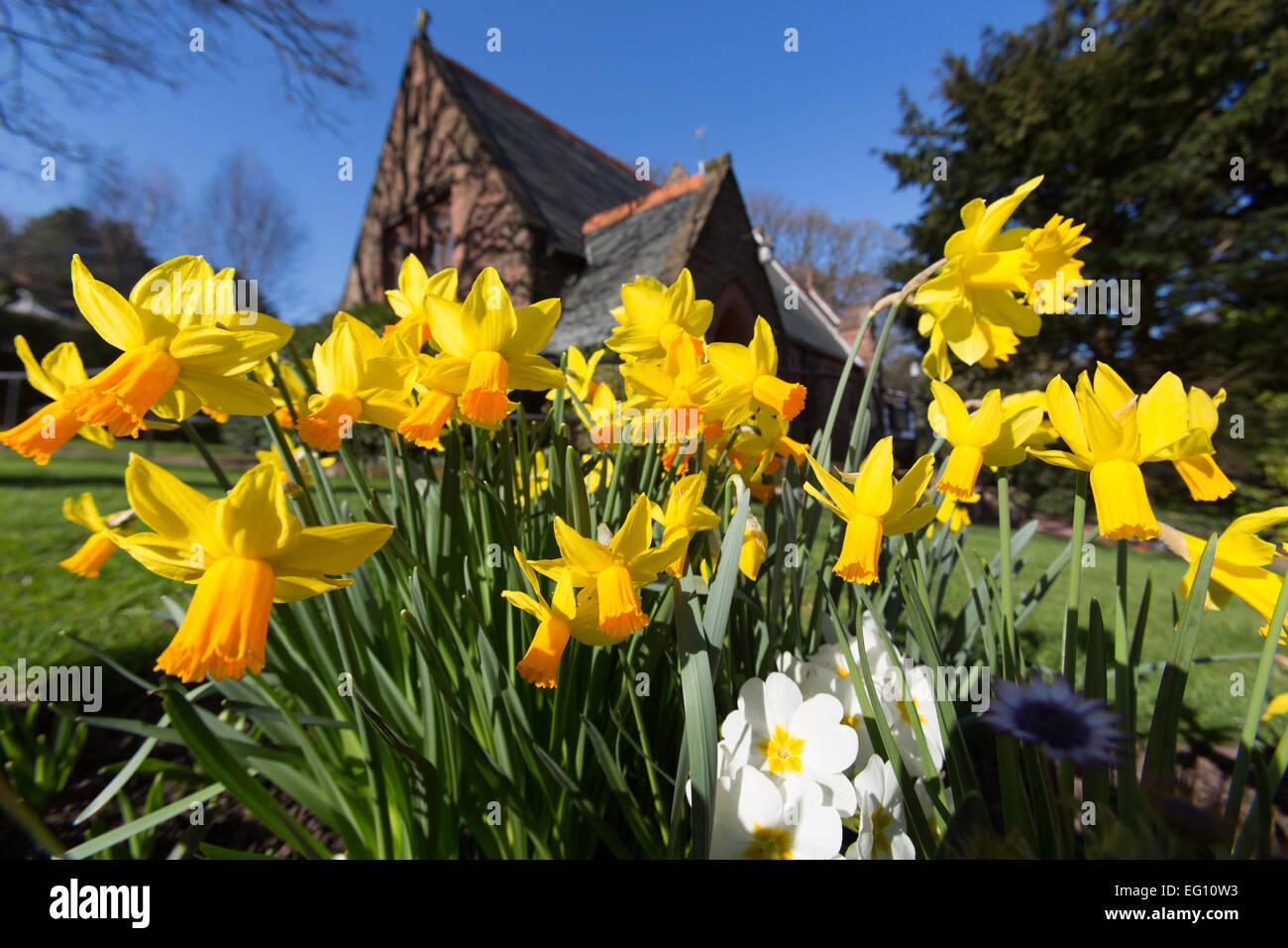 Villaggio di Caldy, Cheshire. Molla di pittoresca vista di narcisi e la Chiesa della Resurrezione e di tutti i santi a Caldy. Foto Stock