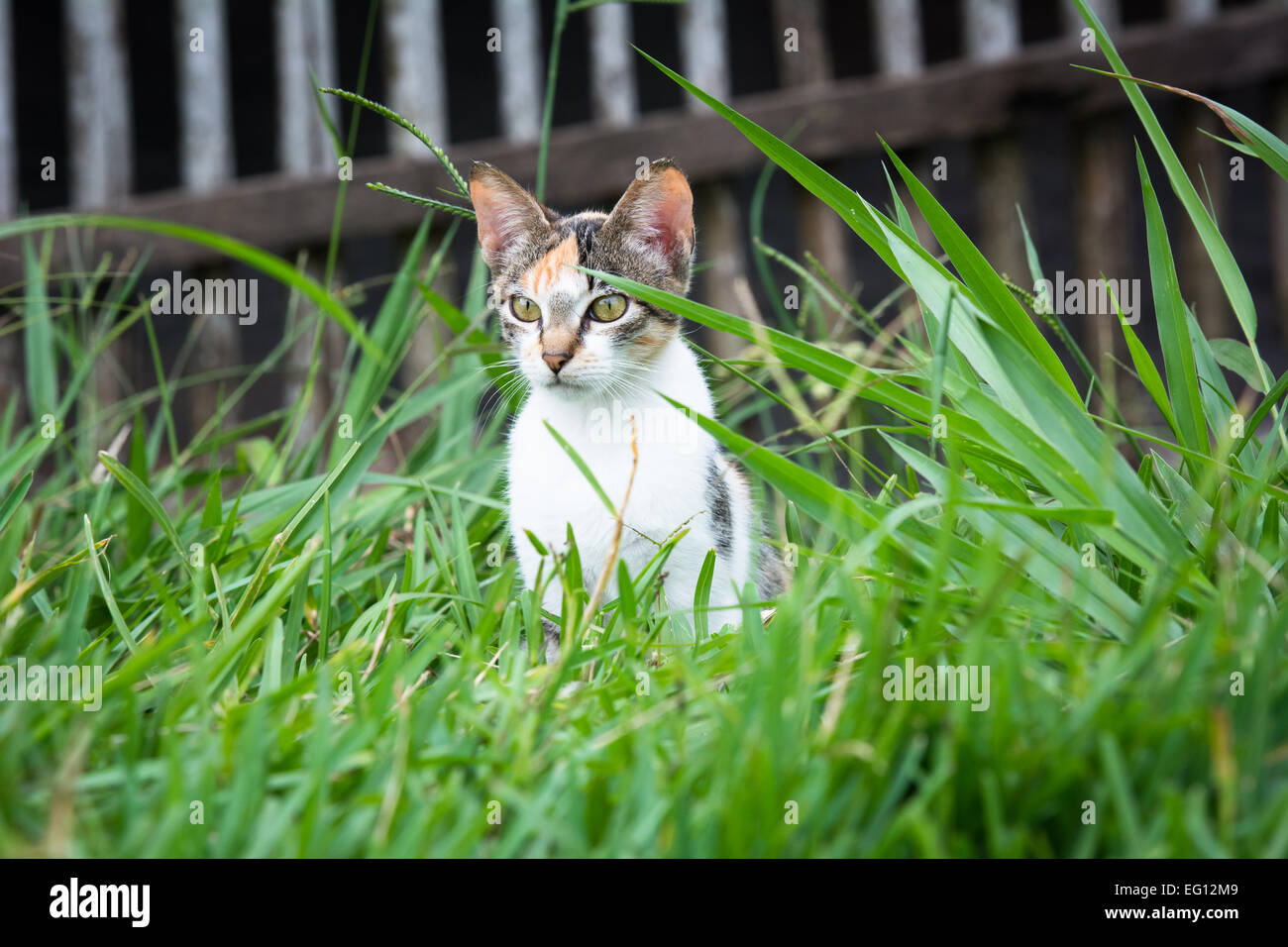 Cat fissando attentamente in erba lunga Foto Stock