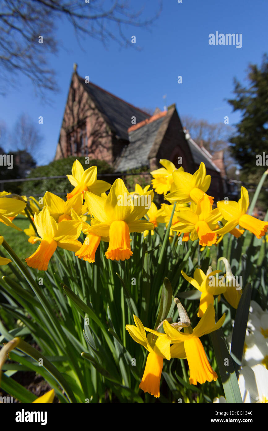 Villaggio di Caldy, Cheshire. Molla di pittoresca vista di narcisi e la Chiesa della Resurrezione e di tutti i santi a Caldy. Foto Stock