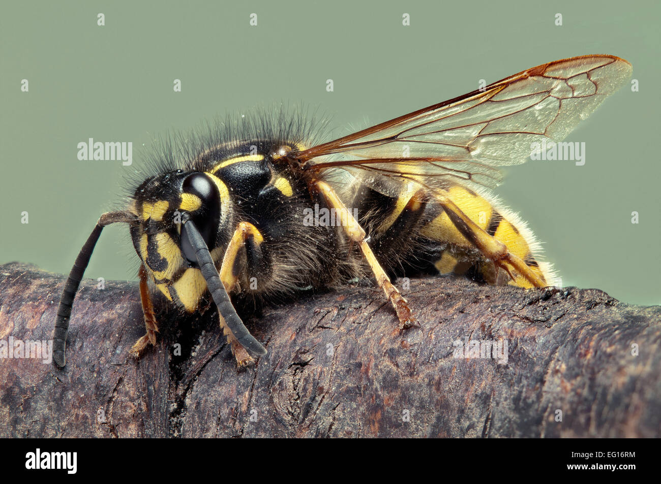 Pungiglione Wasp Blu Per Fionda/catapulta Con Morsetti E Fascia BSB | Made In UK