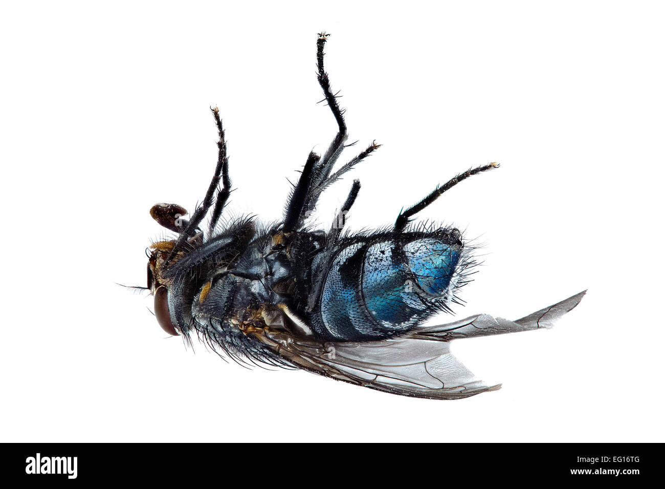 La messa a fuoco immagine sovrapposta di mosca morta sulla sua schiena bluebottle Calliphora vomitoria tutti di insetto è messa a fuoco Foto Stock