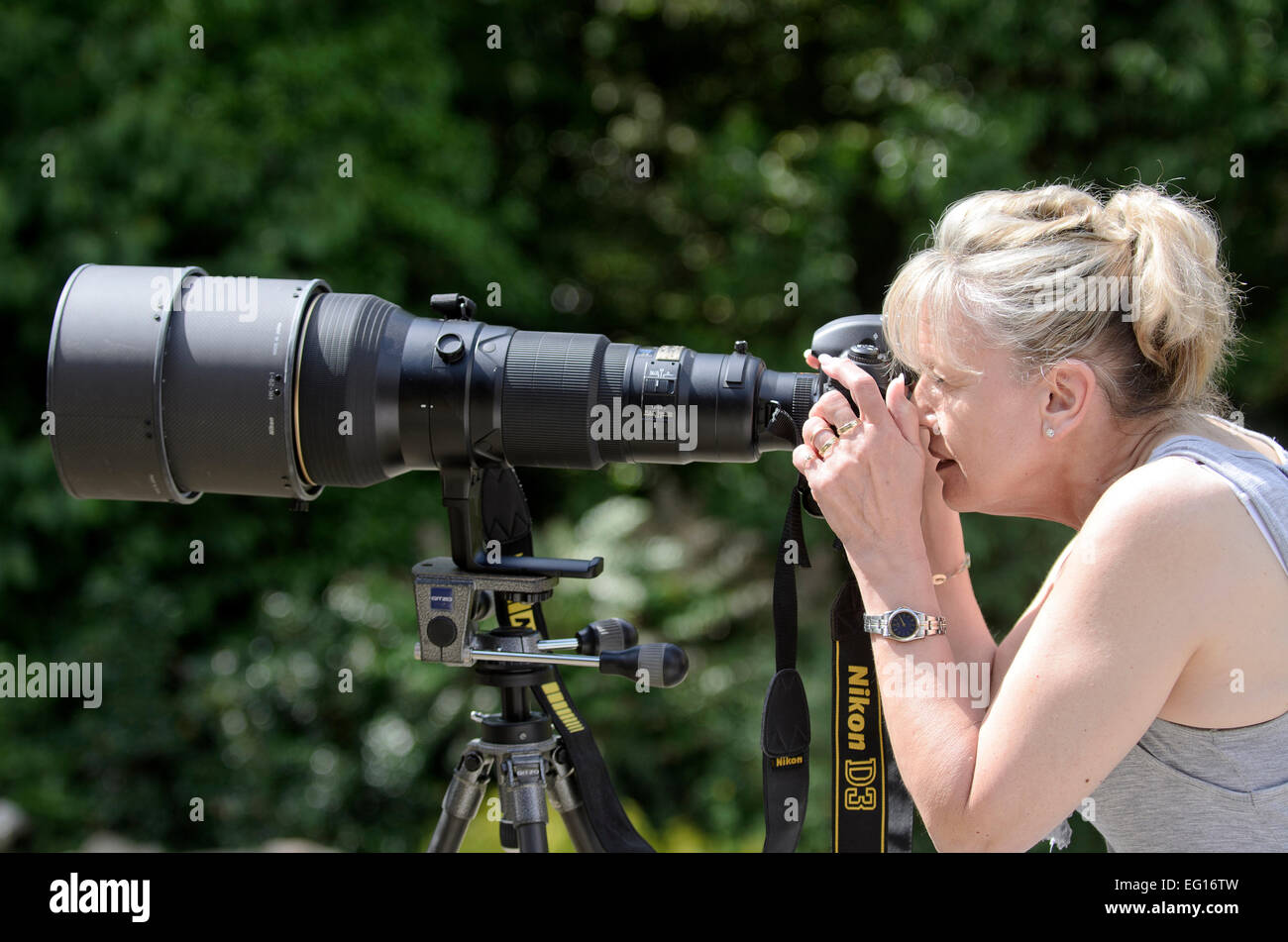 Donna che utilizza un 600 mm teleobiettivo su una Nikon D3 release disponibile Foto Stock