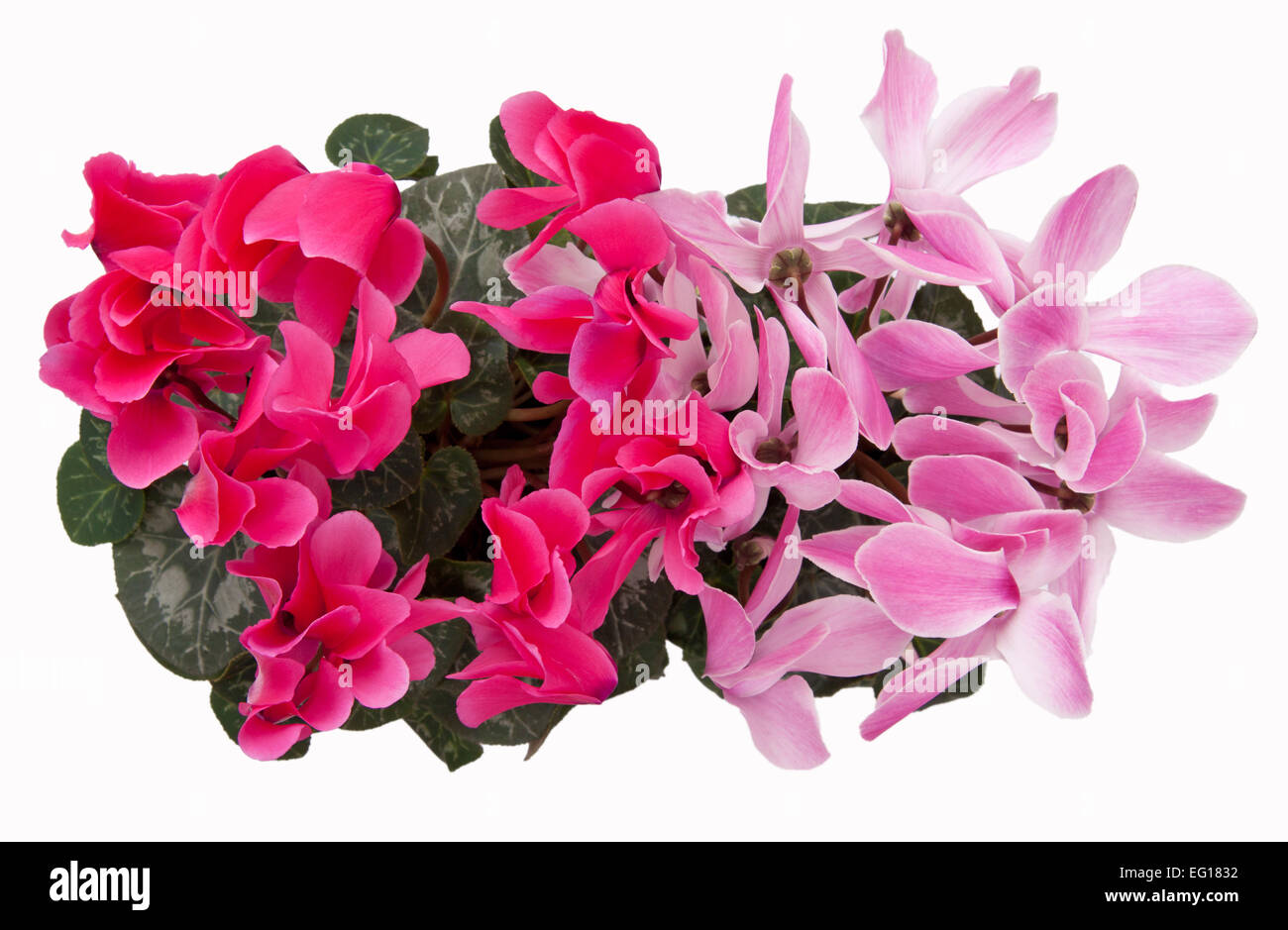 Cyclamen persicum-ibrido. Potted Cyclamen persicum (un grande 'fioristi' cultivar') tagliato fuori dal di sopra. Foto Stock