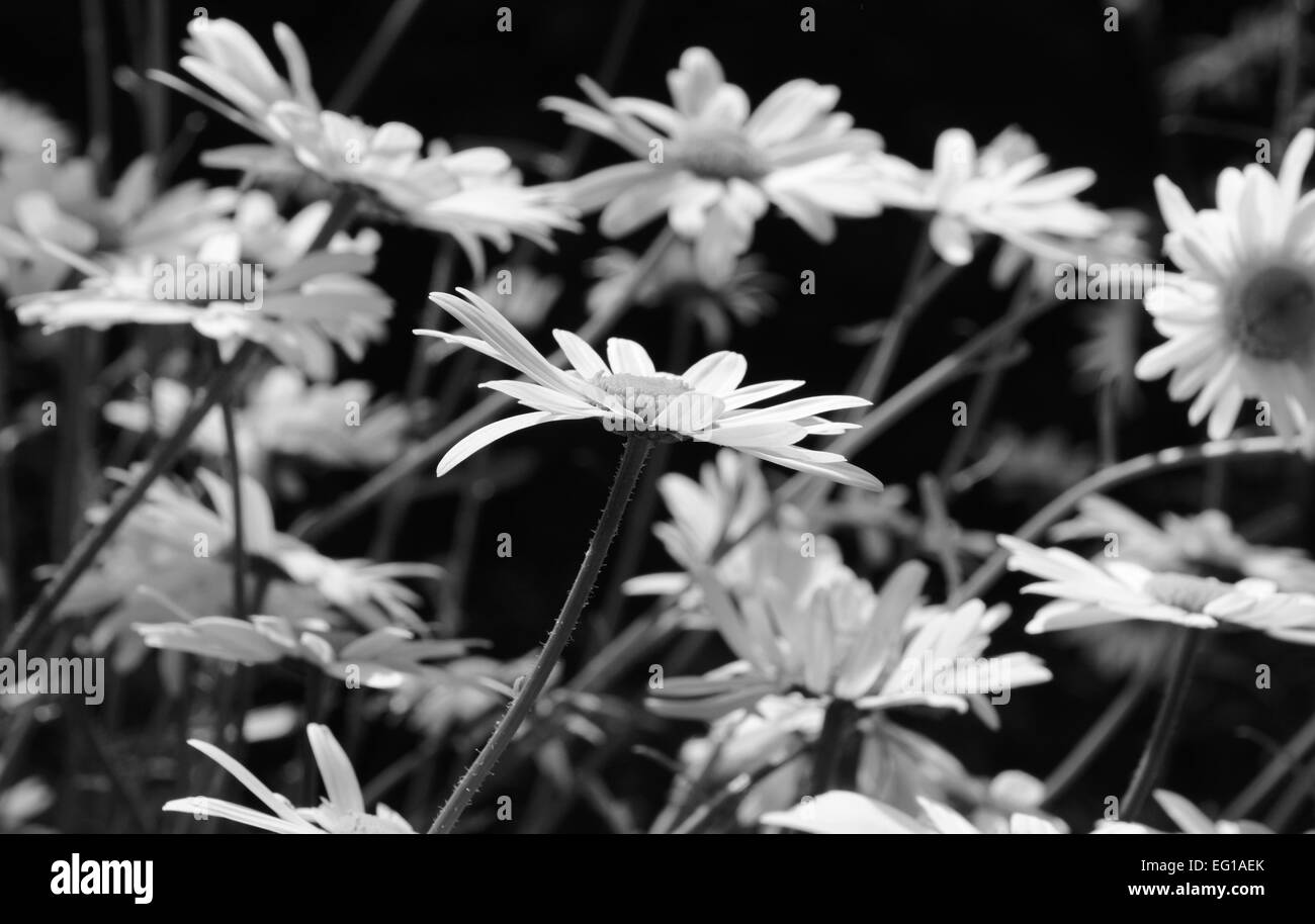 Più margherite, con uno daisy fiore nel fuoco selettivo - elaborazione monocromatica Foto Stock