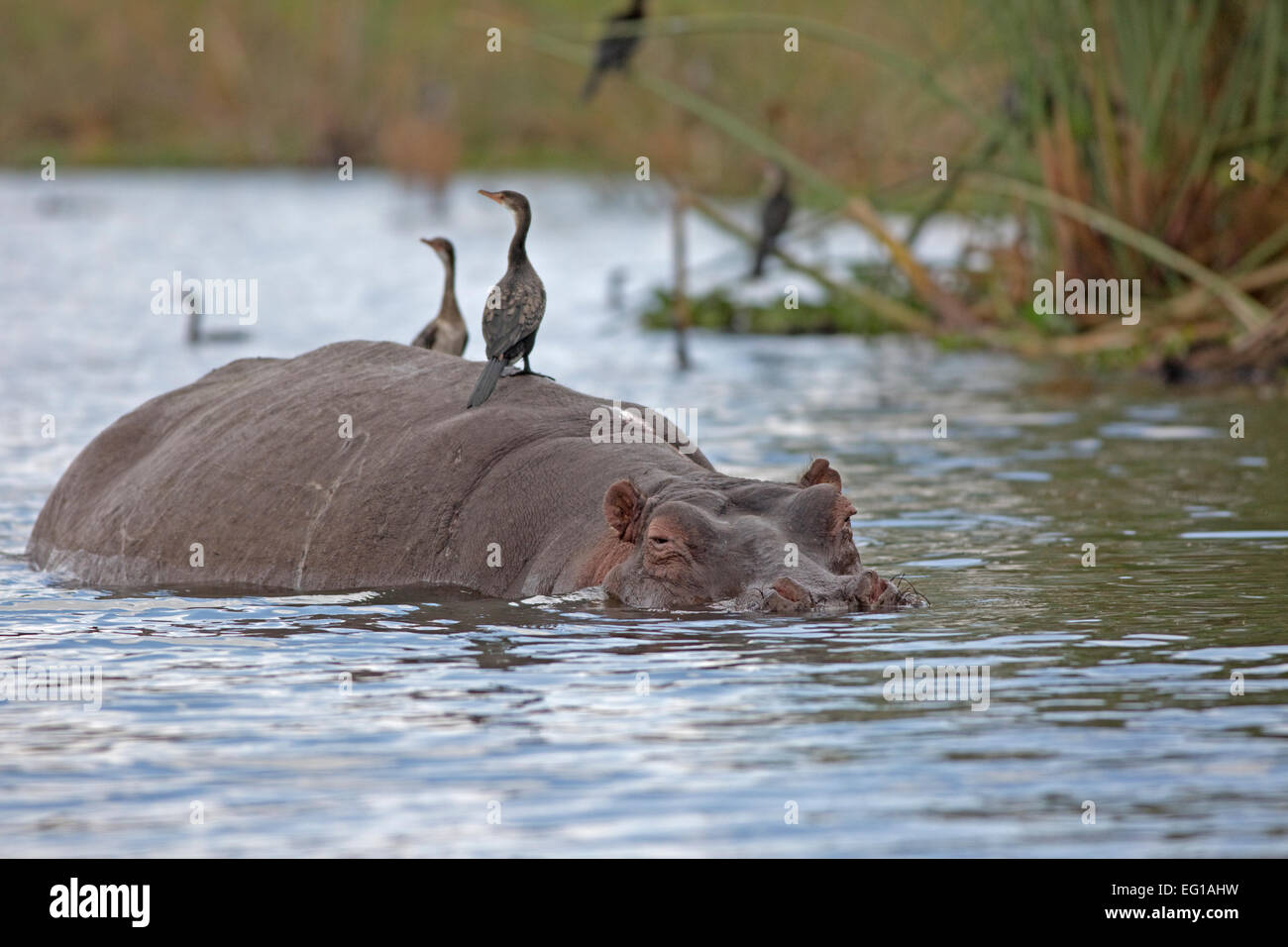 Hippo semi sommerso di Hippopotamus amphibius Lake Naivasha Kenya Foto Stock