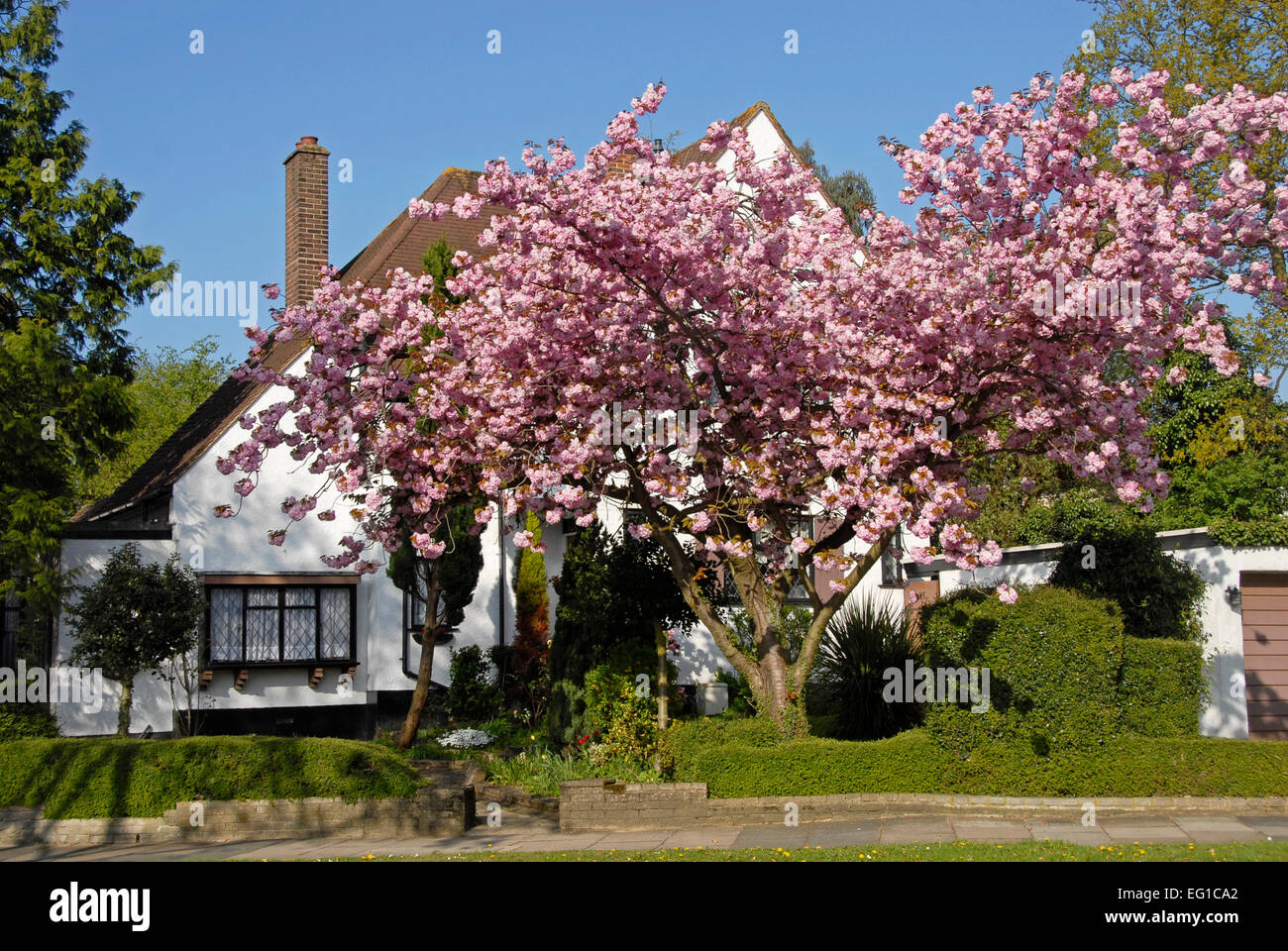 Blossom su albero nel giardino di casa suburbana, Orpington Foto Stock