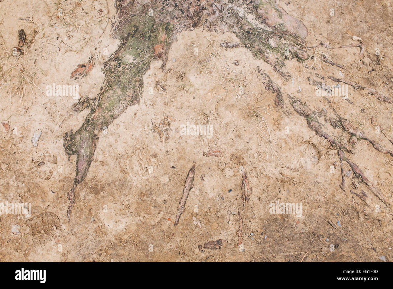 Acqua congelata sul terreno in inverno freddo mattino Foto Stock