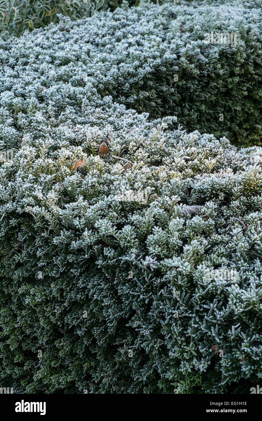 Il Taxus baccata Yew hedge Foto Stock