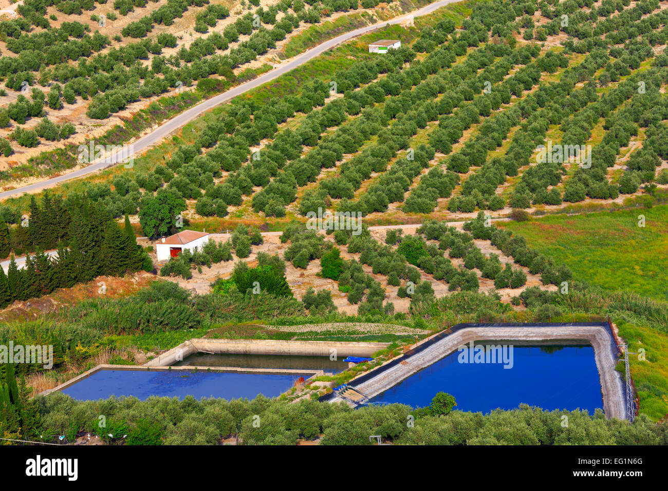 Paesaggio, uliveti da Plaza Santa Lucia, a Ubeda, Andalusia, Spagna Foto Stock