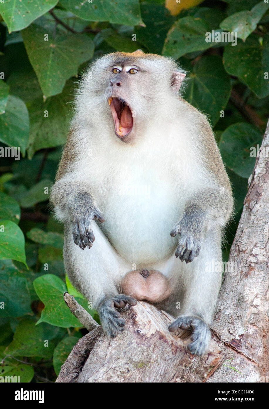 Lunga coda Macaque in Penang Parco Nazionale di Penang, Malaysia. Foto Stock