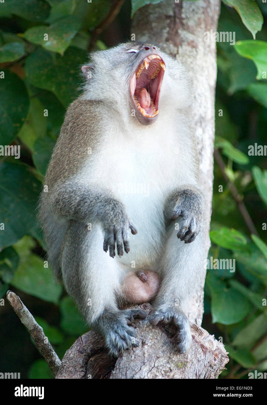 Lunga coda Macaque in Penang Parco Nazionale di Penang, Malaysia. Foto Stock
