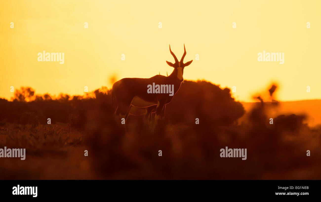 Bontebok, Sud Africa Foto Stock