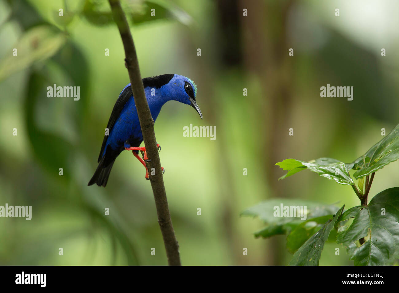 Red-gambe honeycreeper, Costa Rica Foto Stock