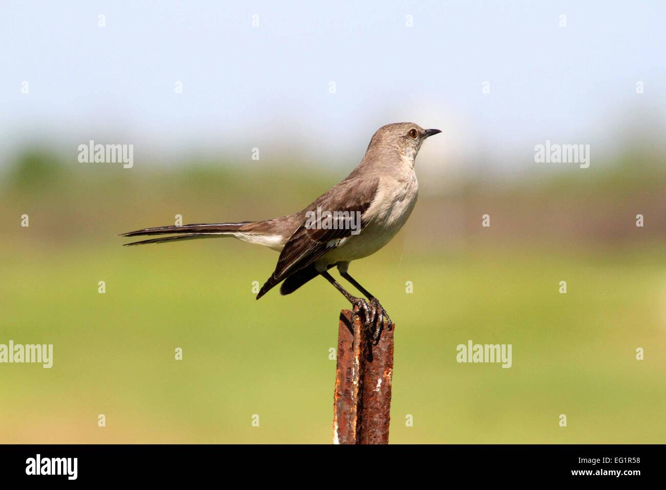 Forbice-tailed Flycatcher, femmina; uccelli del Nord America Foto Stock