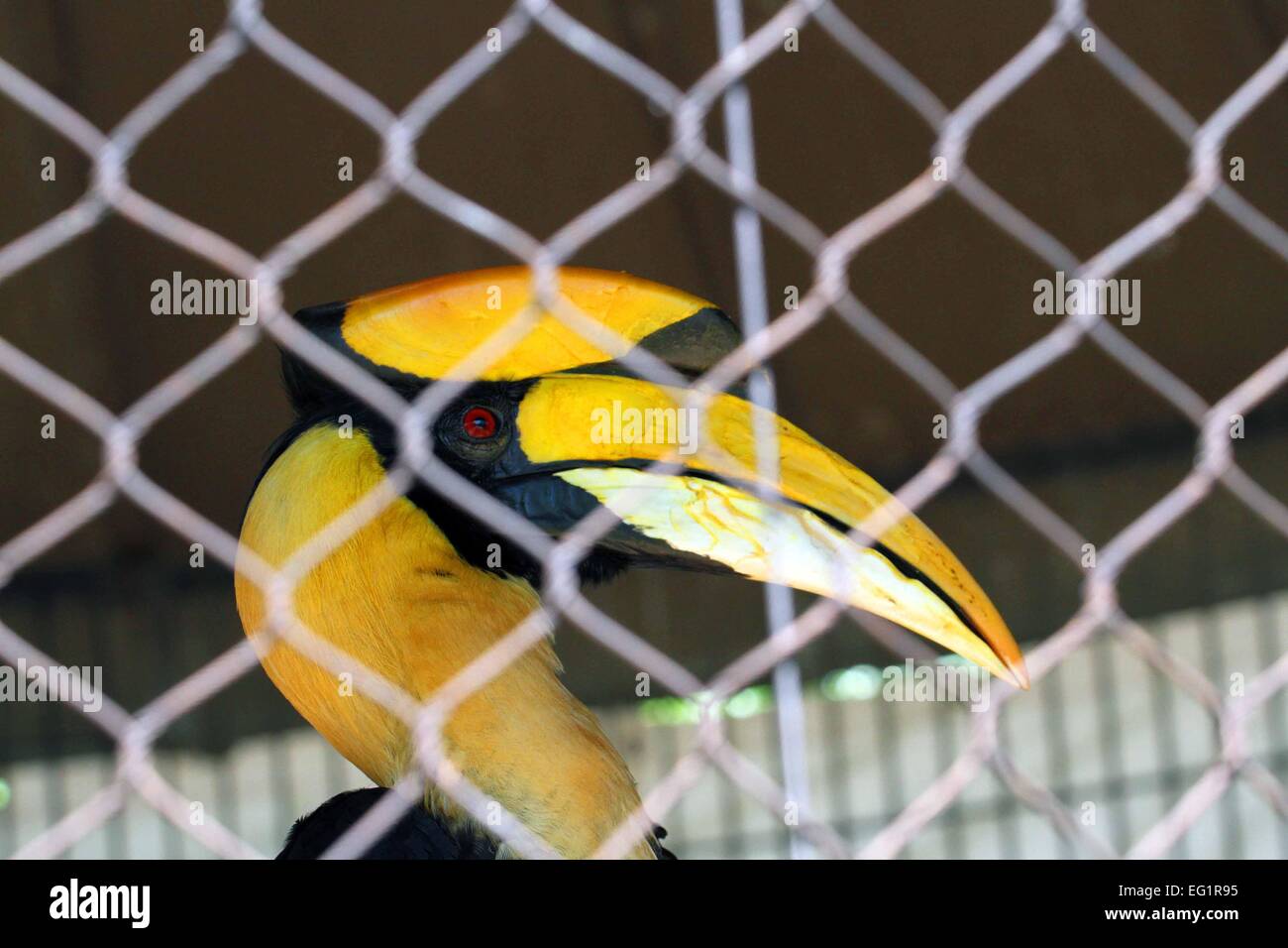 Lo Zoo di Houston. Gli animali in cattività. Houston, Texas, Stati Uniti d'America Foto Stock