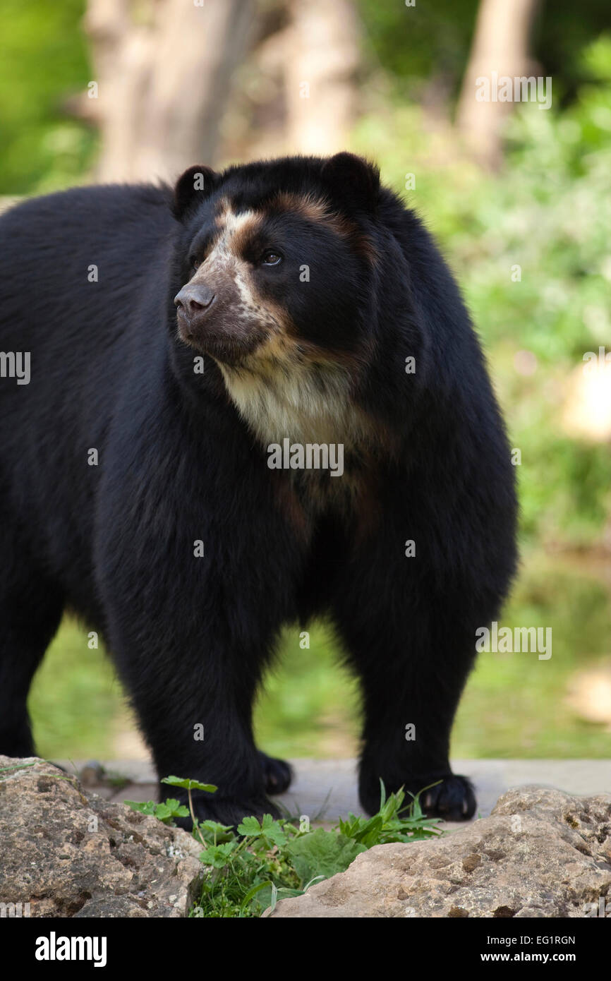 Orso bruno in attesa in un parco naturale Foto Stock