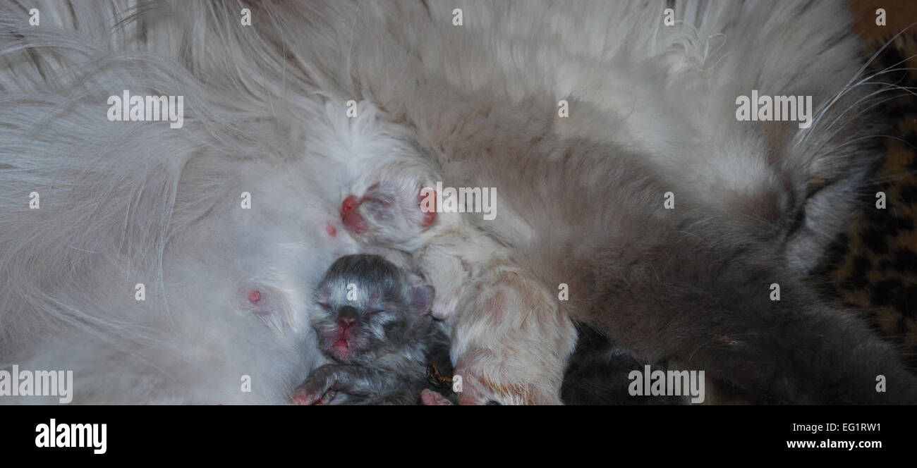 Momma Himalayan Cat e la sua nuova nata gattini Foto Stock