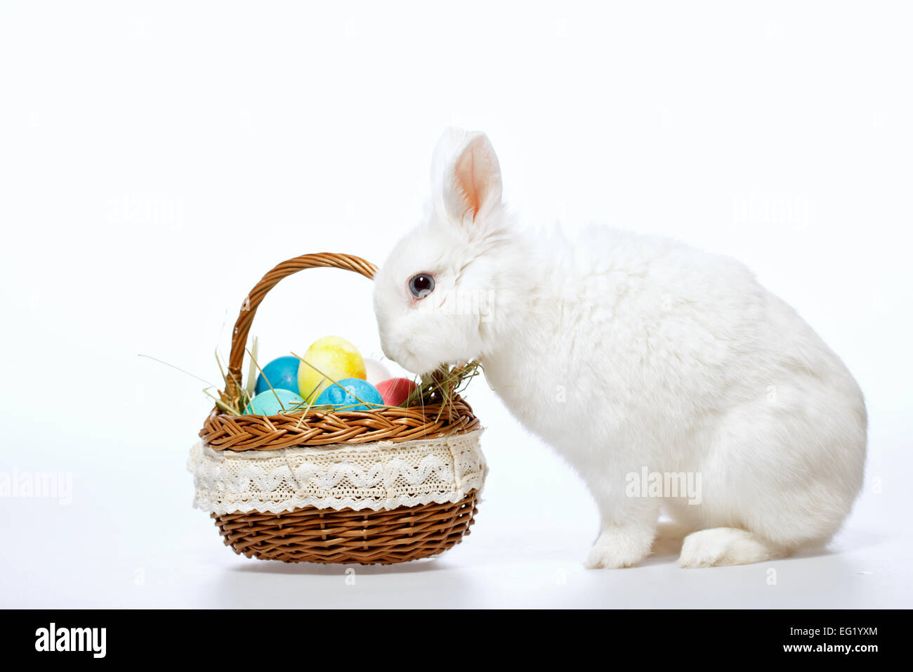 Poco coniglietto di Pasqua nel cestello Foto Stock