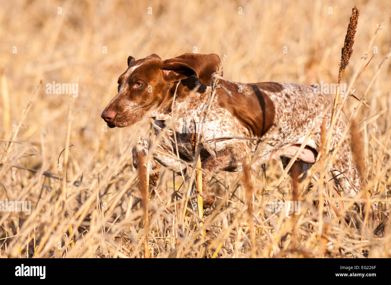 Bracco Italiano Pointer cane di puntamento HPR Foto Stock