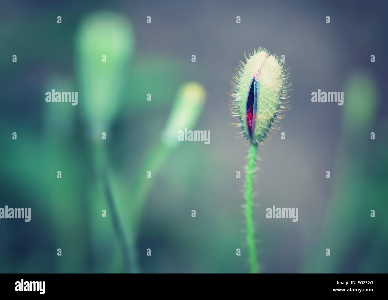 Primo piano in stile vintage foto di delicato bocciolo di papavero, astratto naturale sfondo grunge, bellezza della stagione primaverile concept Foto Stock