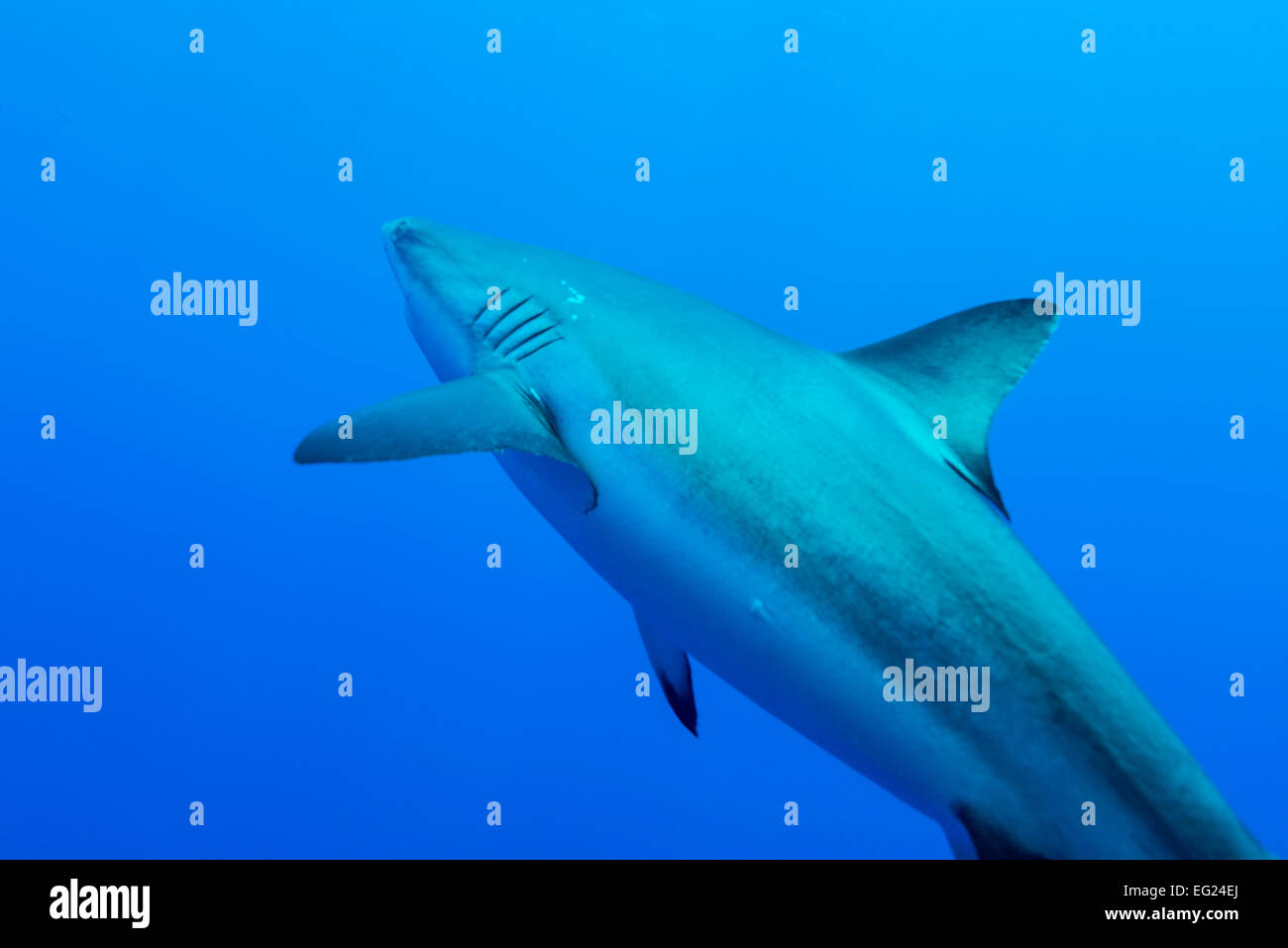 Grey Reef shark. A Yap island Stati Federati di Micronesia. Foto Stock