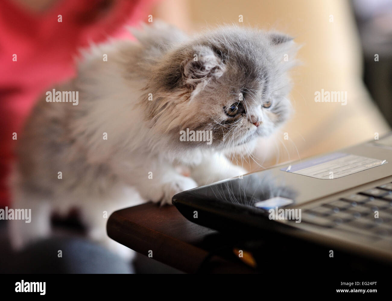 Gattino curioso Foto Stock