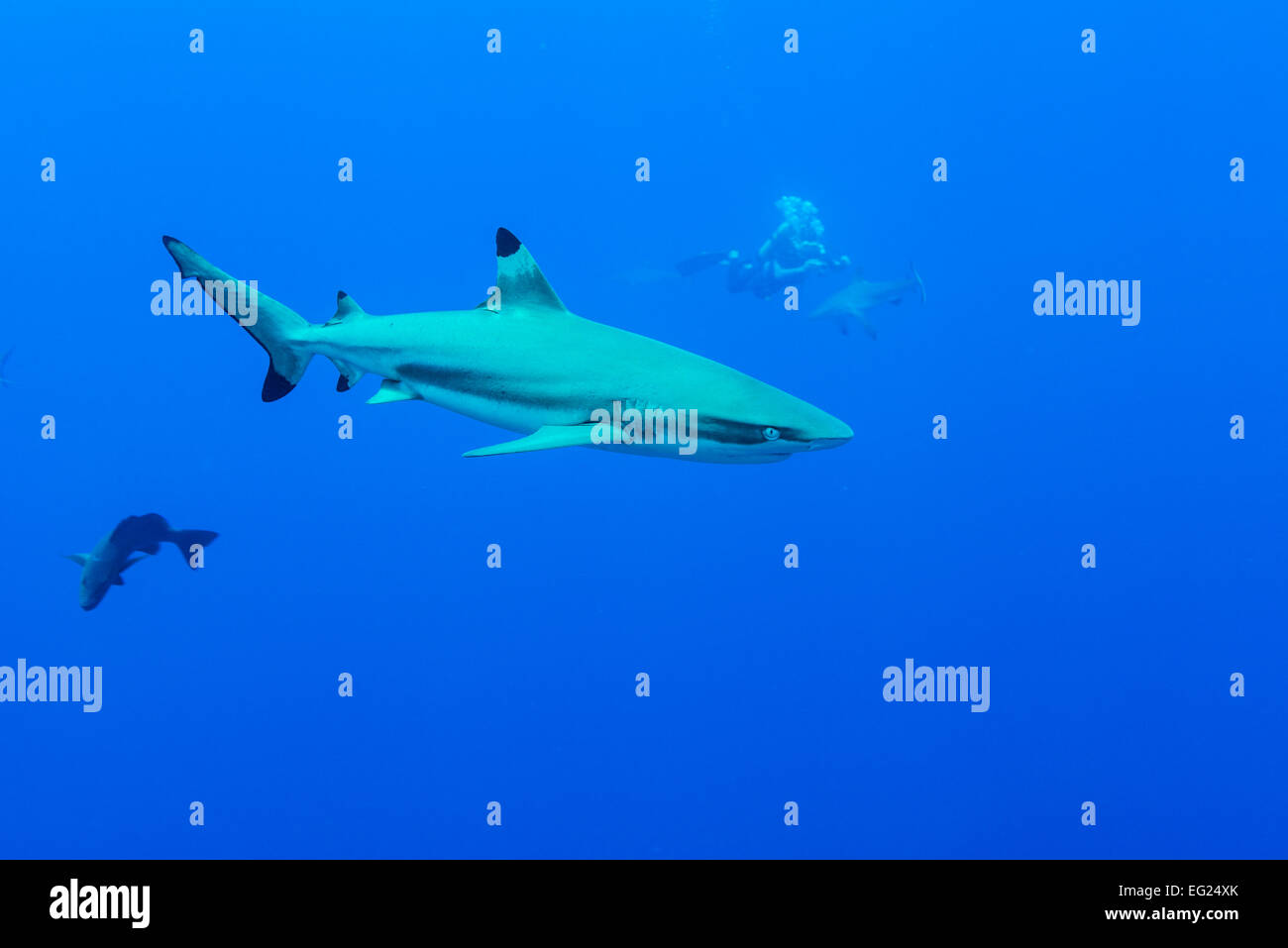 Shark diving. Punta nera squalo. A Yap island Stati Federati di Micronesia. Foto Stock