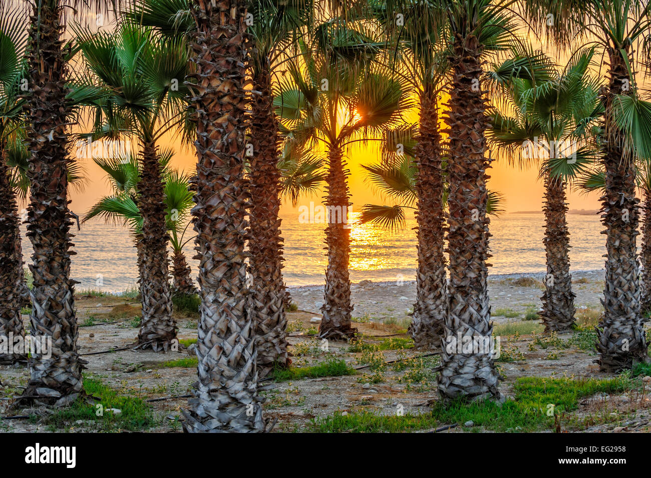 Le palme e il tramonto sulla spiaggia tropicale Foto Stock