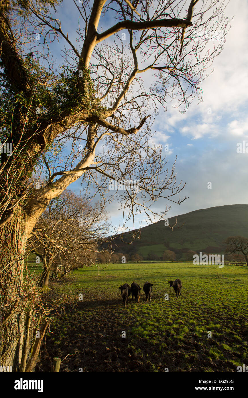 Vista pittoresca di vacche di alimentazione in un campo nei pressi di Bwlch Llyn Bach e Tal-y-llyn Lake, con Godre Fynydd hill in background. Foto Stock