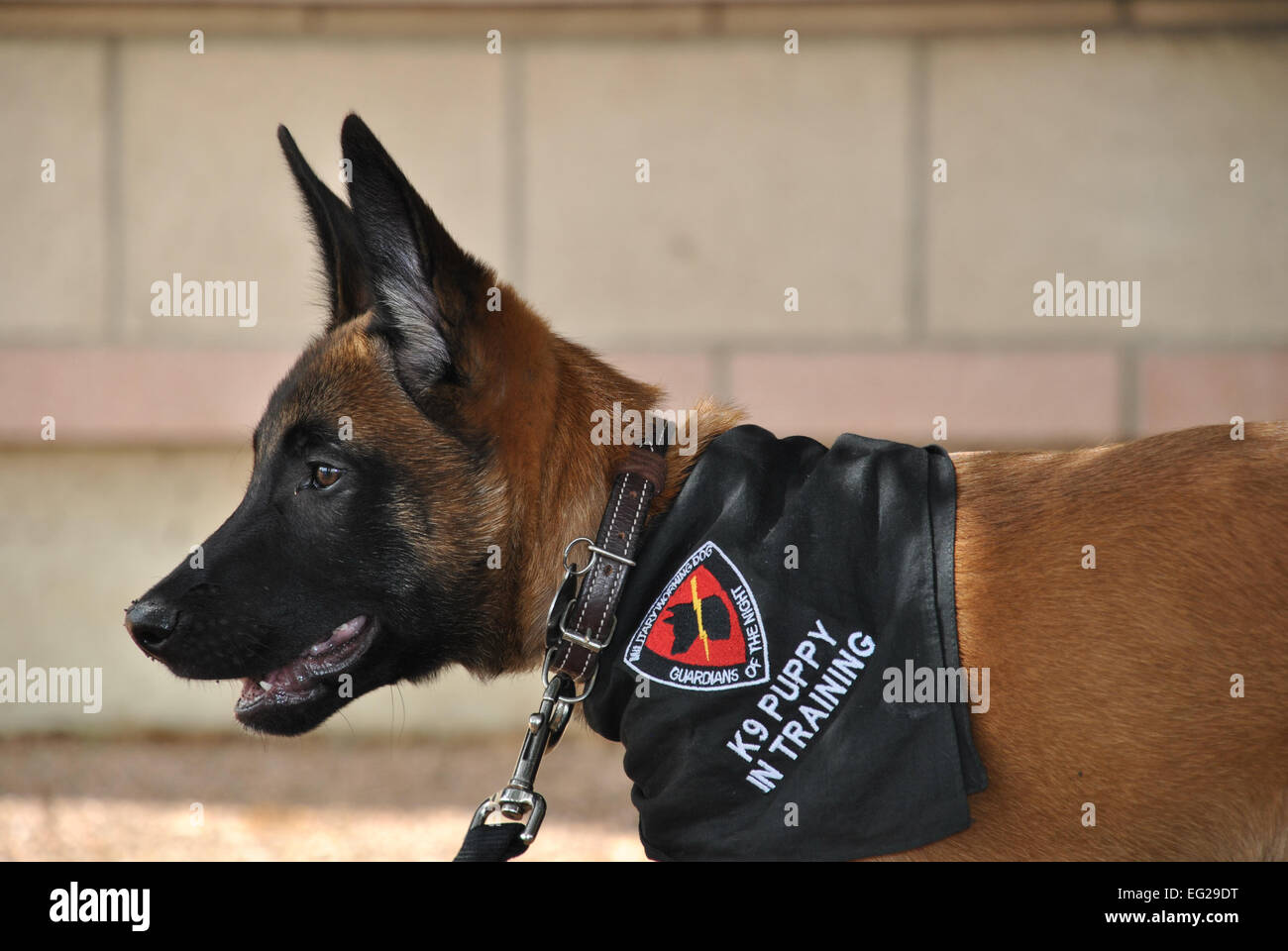 Tre-mese-vecchio Xxplorer, un belga Malinois cucciolo con il Dipartimento della Difesa Militare del cane di lavoro Programma di allevamento, trascorre la sua pre-formazione di giorni con ingegneri presso la Air Force ingegnere civile Centro a base comune San Antonio - Lackland, Texas. Breanne Smith Foto Stock